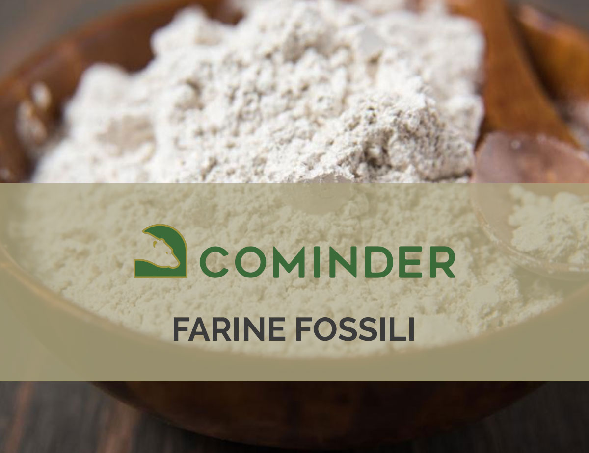 Che cosa sono le farine fossili e quali sono le loro applicazioni